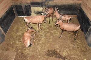 5X Bushveld Red Hartebeest F:5 DIMENSION WILDLIFE SERVICES (Per Piece to take the lot)