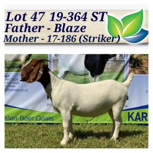 1X BOERBOK OOI/EWE STOET/STUD