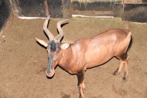 1X Bushveld Red Hartebeest M:1 DIMENSION WILDLIFE SERVICES