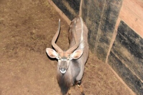 1X Nyala (27&frac12;") M:1 FRANK VENTER FAMILY TRUST
