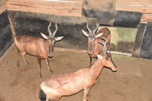 3X Bushveld Red Hartebeest F:3 DIMENSION WILDLIFE SERVICES (Per Piece to take the lot)