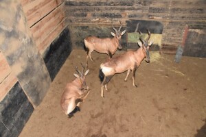 3X Bushveld Red Hartebeest F:3 DIMENSION WILDLIFE SERVICES (Per Piece to take the lot)