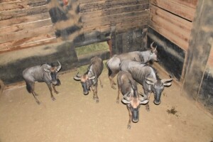 5X Blue Wildebeest M:1 F:4 DIMENSION WILDLIFE SERVICES (Per Piece to take the lot)