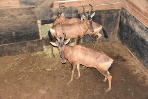 3X Bushveld Red Hartebeest F:3 DIMENSION WILDLIFE SERVICES (Per Piece to take the lot)