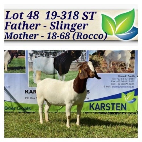 1X BOERBOK OOI/EWE STOET/STUD