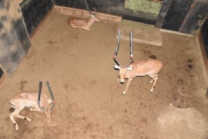 3X Bushveld Impala M:3 DIMENSION WILDLIFE SERVICES (Per Piece to take the lot)