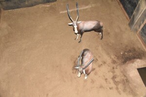 2X Bushveld Blesbuck M:2 DIMENSION WILDLIFE SERVICES (Per Piece to take the lot)