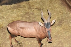 1X Bushveld Red Hartebeest M:1 DIMENSION WILDLIFE SERVICES