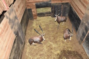 3X Bushveld Blesbuck M:3 DIMENSION WILDLIFE SERVICES (Per Piece to take the lot)