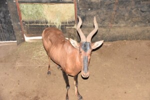 1X Bushveld Red Hartebeest M:1 DIMENSION WILDLIFE SERVICES