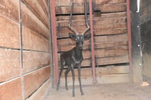 1X Black Impala (20 6/8", 3 year old) M:1 STEVE ENGELBRECHT