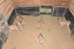 5X Bushveld Impala M:5 DIMENSION WILDLIFE SERVICES (Per Piece to take the lot)