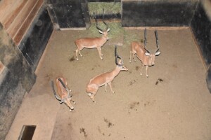 4X Bushveld Impala M:4 KAL VALLEI (Per Piece to take the lot)