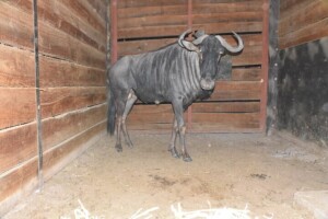 1X Blue Wildebeest M:1 DIMENSION WILDLIFE SERVICES