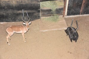 1X Bushveld Impala M:1 KAL VALLEI