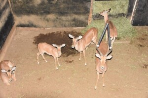 5X Bushveld Impala M:2 F:3 DIMENSION WILDLIFE SERVICES (Per Piece to take the lot)