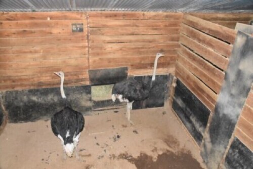 2X Ostrich M:2 DIMENSION WILDLIFE SERVICES (Per Piece to take the lot)