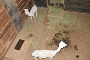 3X Alpaca M:2 F:1 AFRICAN GAME AUCTIONEERS (Per Piece to take the lot)