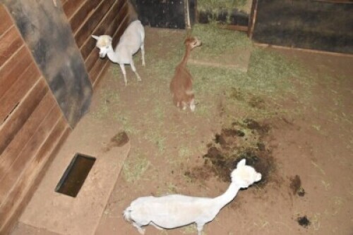 3X Alpaca M:2 F:1 AFRICAN GAME AUCTIONEERS (Per Piece to take the lot)