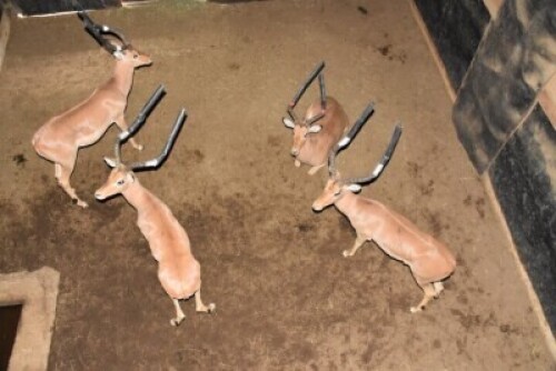 4X Bushveld Impala M:4 DIMENSION WILDLIFE SERVICES (Per Piece to take the lot)