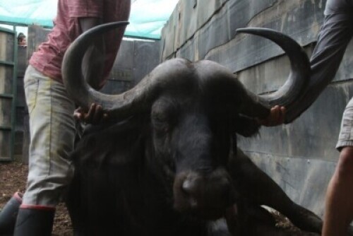 1X Buffalo (34&frac12;" 5yrs old) 04
Chip No:992001000051870 M:1 CRISTA SAAYMAN