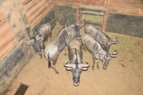 5X Blue Wildebeest M:5 DIMENSION WILDLIFE SERVICES (Per Piece to take the lot)