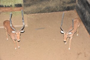 2X Bushveld Impala (22"+) M:2 DIMENSION WILDLIFE SERVICES (Per Piece to take the lot)