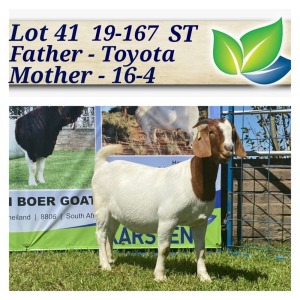 1X BOERBOK OOI/EWE STOET/STUD