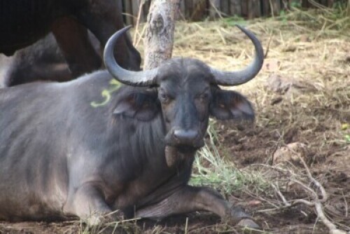 1X Buffalo (29&frac34;" 9yrs old) 03
Chip No:992001000051597 F:1 CRISTA SAAYMAN