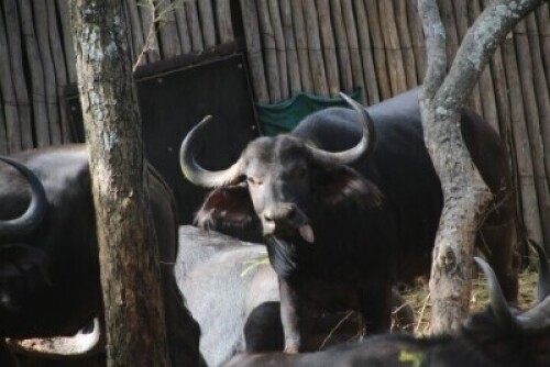 1X Buffalo (31&frac12;" 7yrs old) 01
Chip No:992001000051589 F:1 CRISTA SAAYMAN