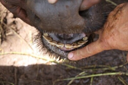 1X Buffalo (28&frac14;" 4yrs old 7mnths pregnant) 06
Chip No:992001000051598 F:1 CRISTA SAAYMAN