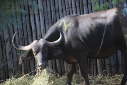 1X Buffalo(32&frac34;" 5yrs old 8mnths pregnant) 02
Chip No:992001000051593 F:1 CRISTA SAAYMAN