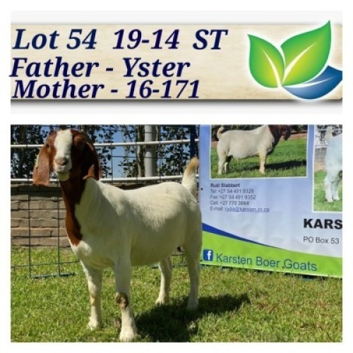 1X BOERBOK OOI/EWE STOET/STUD