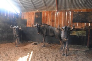 3X Blue Wildebeest M:3 DIMENSION WILDLIFE SERVICES