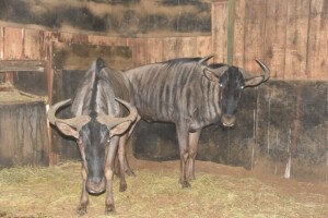 2X Blue Wildebeest M:2 DIMENSION WILDLIFE SERVICES