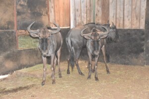 3X Blue Wildebeest M:3 DIMENSION WILDLIFE SERVICES