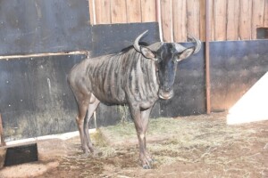 1X Blue Wildebeest M:1 DIMENSION WILDLIFE SERVICES