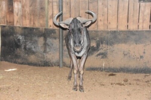 1X Blue Wildebeest M:1 DIMENSION WILDLIFE SERVICES