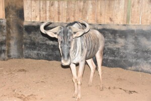 1X Blue Wildebeest M:1 DIMENSION WILDLIFE SERVICES