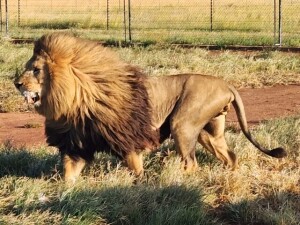 1X Lion (male 5.5years old) M:1 BIANDI BOERDERY