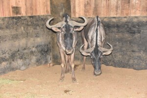 2X Blue Wildebeest M:2 DIMENSION WILDLIFE SERVICES