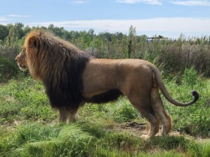 1X Lion (male 4.5years old) M:1 BIANDI BOERDERY