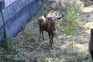 1X Golden Gnu M:1 ZAINE