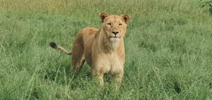 1X Lioness (female 4years old) F:1 BIANDI BOERDERY