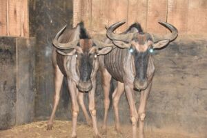 2X Blue Wildebeest M:2 DIMENSION WILDLIFE SERVICES