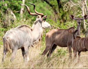 1X White Kudu Bull M:1 JJ MITCHELL