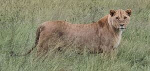 1X Lioness (female 4years old) F:1 BIANDI BOERDERY