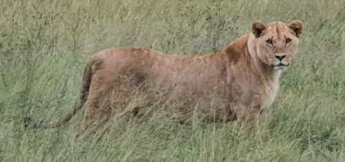 1X Lioness (female 4years old) F:1 BIANDI BOERDERY