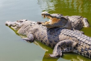 1X Crocodile 3.8m AFRICAN GAME AUCTIONEERS