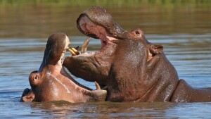 1X Hippopotamus M:1 AFRICAN GAME AUCTIONEERS